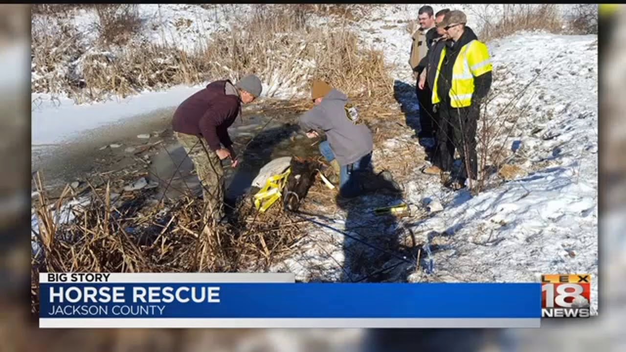 Horse Rescue - YouTube