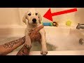 Labrador Puppy's First Bath At New Home!!!