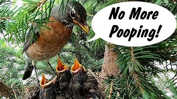 It Would Be Hilarious If Birds Could Talk!