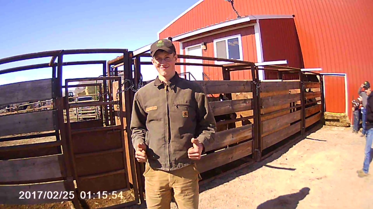 Baker Angus Bull Sale YouTube