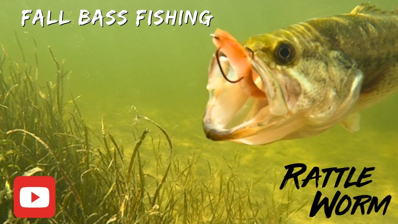 Catch more Bass in the Fall ! Fall Bass Fishing Underwater!