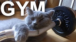 GYM - PAROLE DE CHAT