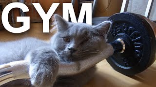 GYM  PAROLE DE CHAT