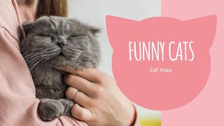 Cute Cats Funny Videos Compilation | Cat Vines by Cat Vines 3 views 2 years ago 5 minutes, 56 seconds