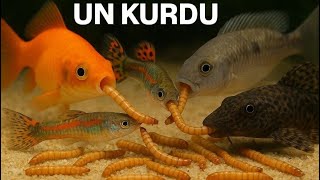 Akvaryuma Canli Yem Attik