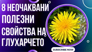 ЛЕКУВА ЛИ ГЛУХАРЧЕТО? Лечебни свойства на глухарчето срещу диабет, холестерол и подагра!