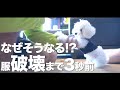 【犬の洋服トレーニング】服を着てお洒落した愛犬がとてつもなく可愛いのだけども...【トイプードルみみと暮らす】