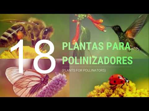 Video: Plantas de sombra que atraen a los polinizadores: aprenda sobre las plantas polinizadoras para dar sombra