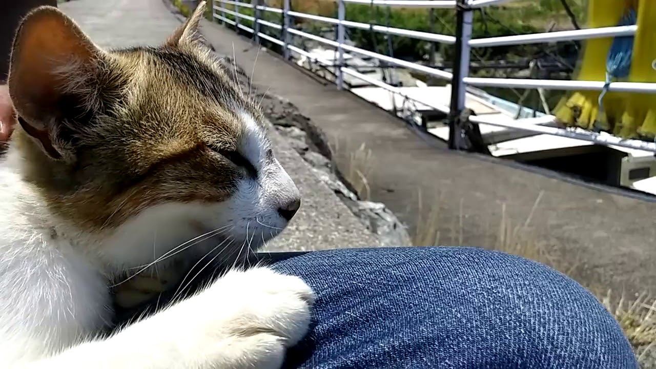 琵琶湖沖島 人を見ると寝床から起きてくる野良猫 Youtube