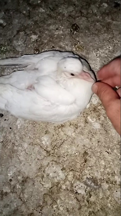 suara burung merpati kecil! #viral #shorts