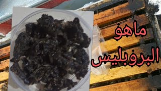 البروبوليس صمغ النحل أو العكبر اقوى مضاد حيوي للميكروبات والفطريات