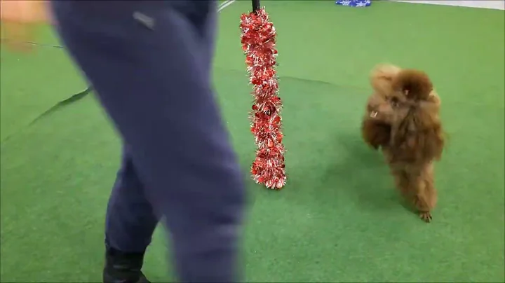 Nyla 2022 Kaldos. Smart dog Christmas tricks