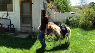 Brown and White Pony for Sale