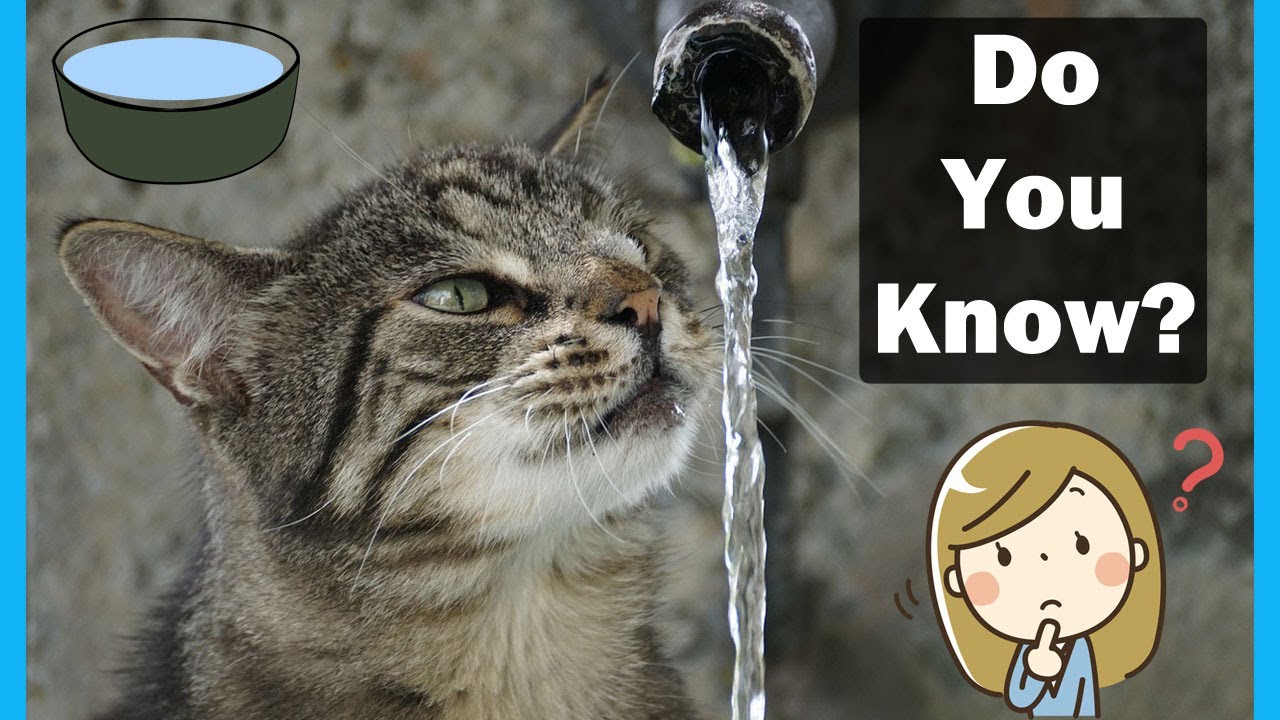 How Much Should Cats Drink In Urdu Animalia Dot Pk Vet Furqan How Much Should Cats Drink In Urdu Animalia Dot Pk Vet Furqan