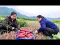 Tuyet harvested the large, beautiful potatoes and took them to the market to sell