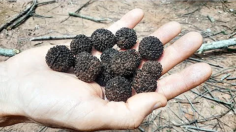 Como germinar sementes de Mutamba?