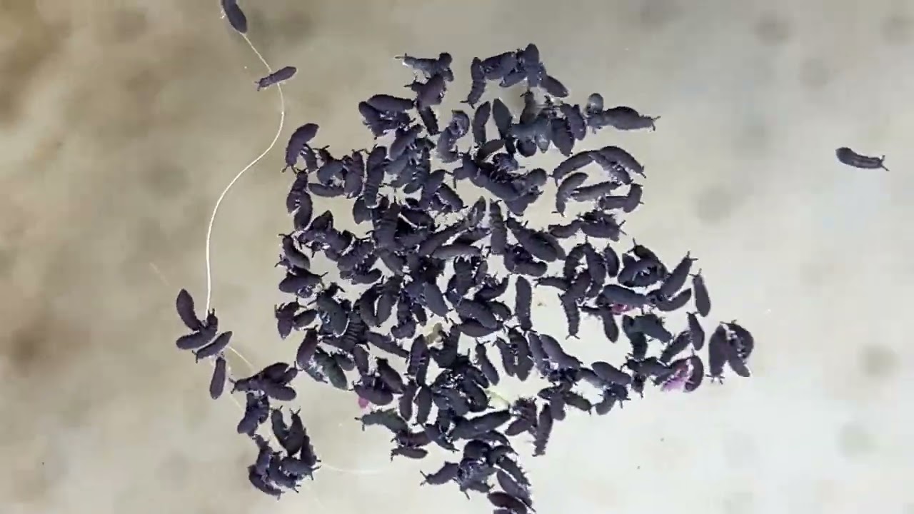 An aggregation of springtails