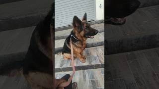 Z Security germanshepherd jacky rottweiler trending reels