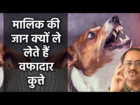 वीडियो: क्रैक किए गए कछुए शैल को कैसे ठीक करें