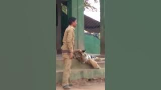 बांधवगढ़ टाइगर रिजर्व का ये वीडियो जारी होने के बाद हड़कम्प मचा