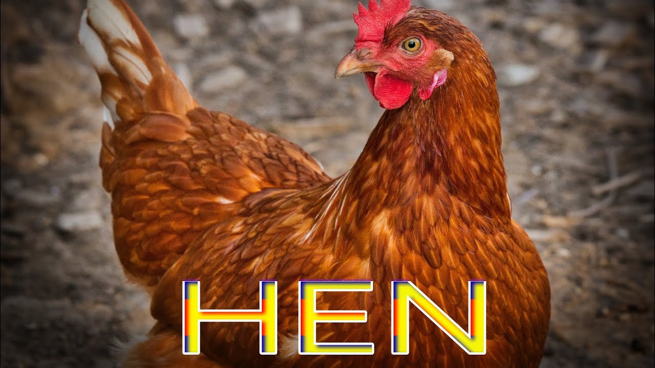 HEN SOUND.HEN RUNING.HEN BABY.HEN YouTube