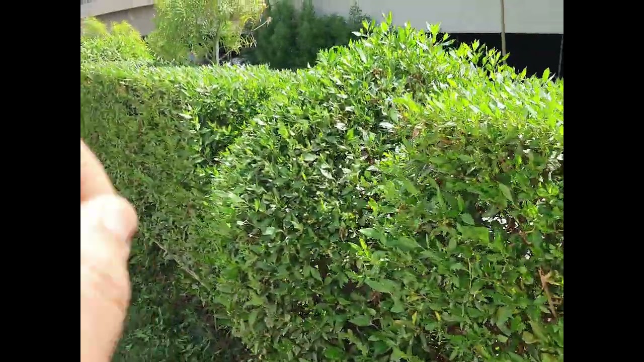 افضل الاشجار والنباتات التي ننصح بزراعتها امام المنزل ⚘️جنتي حديقتي⚘️