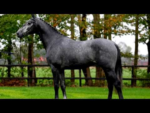 Видео: Голландская теплокровная порода лошадей гипоаллергенна, здорова и продолжительна