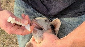 how I give my goats copper bolus and selenium and why