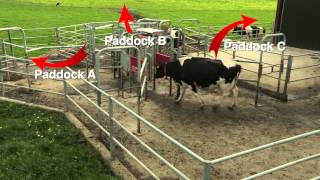 Lely Astronaut & Lely Grazeway - Perfect grazing (English)