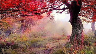 Colors of Autumn – Ambient Woods Nature Music with Gentle Rain