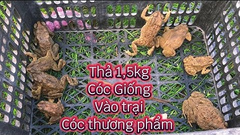 NUÔI CÓC THƯƠNG PHẨM xuất khẩu qua Trung Quốc, tiếp tục thả Cóc giống vào Trại - toad