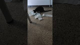 El gato de Scotex parte 2. Aniquilación del papel higiénico!