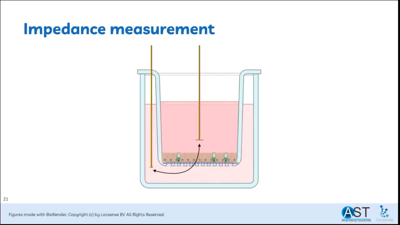 Does all Disease Begin in the Gut? Monitoring the Barrier Function of an In Vitro Gut Mimic