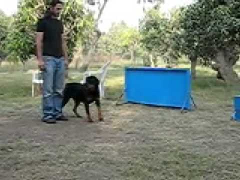 rottweiler attack training
