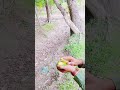 ঝিনুক দিয়ে আম ছিলে খাওয়ার অভিজ্ঞতা #trending #shorts #shortvideo