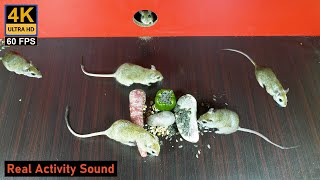 Cat entertainment l Mouse hide & seek, playing on screen and more Fun | 10 hour Cat TV Mice by Palm Squirrels Studio 14,588 views 2 months ago 10 hours