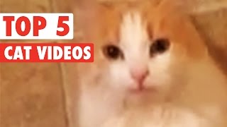 Top 5 Cats || Funny Kitten Compilation  April 8 2016