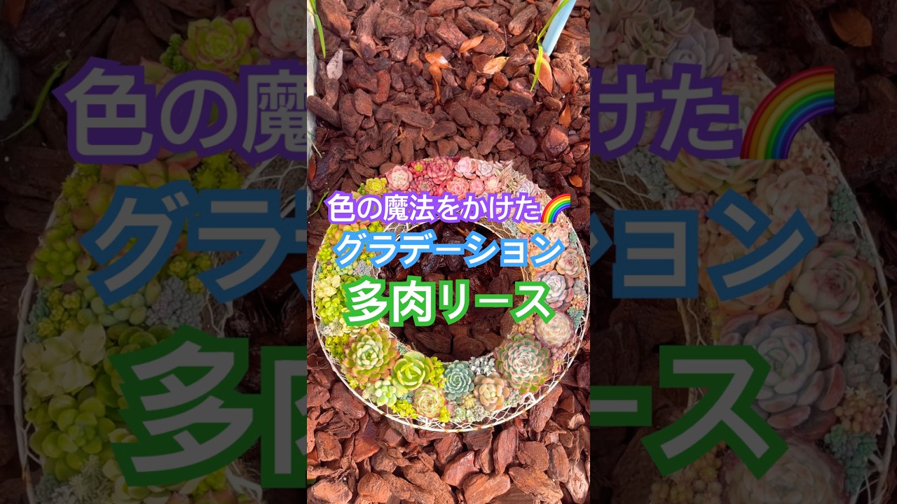 色の魔法をかけた🪄🌈グラデーション多肉リース🥰 #多肉寄せ植え #diy