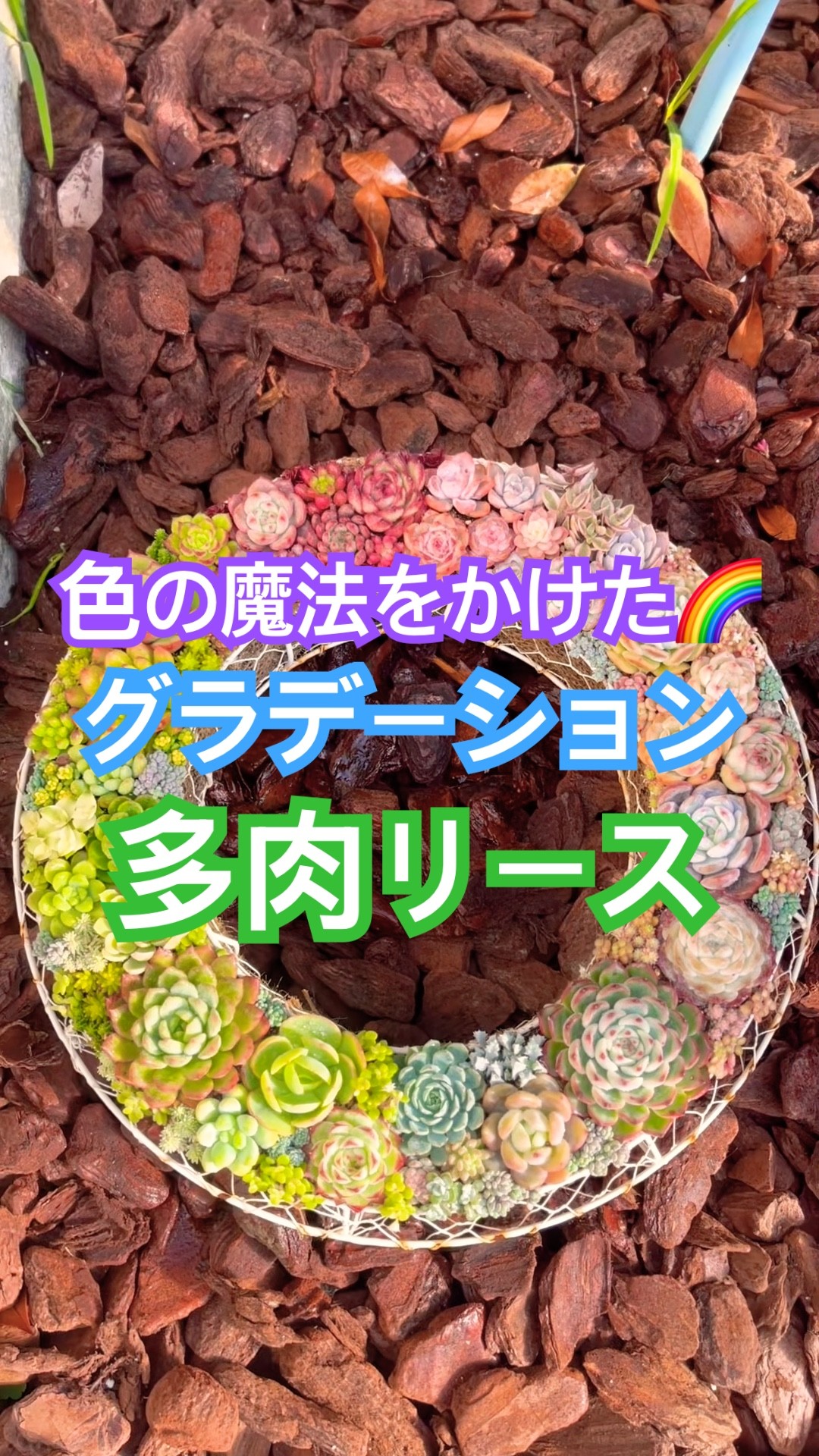 色の魔法をかけた🪄🌈グラデーション多肉リース🥰 #多肉寄せ植え #diy