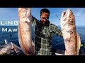 Fish MAW CATCH and COOK -  Ling EEL GUTS - Josh James Adventure VLOGS New Zealand