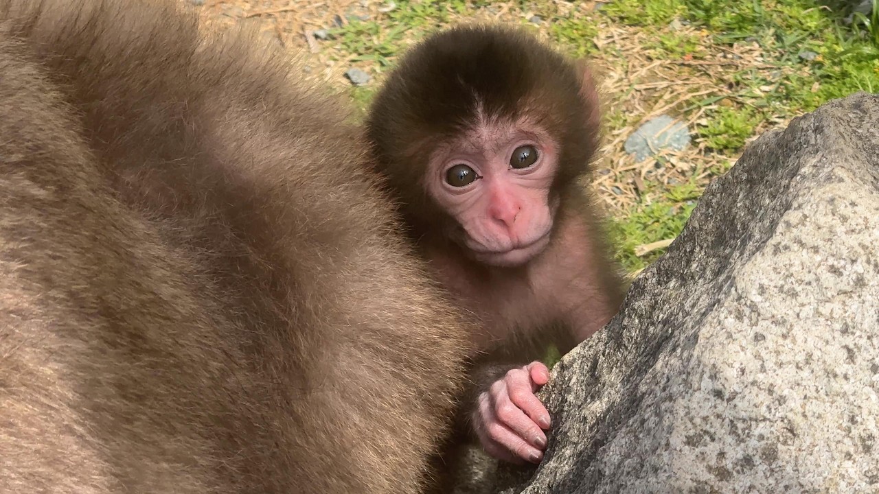 番外編 つぶらな瞳のかわいい子ザルさん！パンチくんも近くで見て