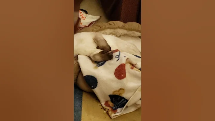 Video 6196021: siamese kitten, thai siamese