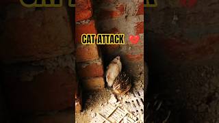 Cat Attack in Mini Zoo 😢 | Billi Ne Bater Mar Diya #ytshorts #shorts #youtubeshorts