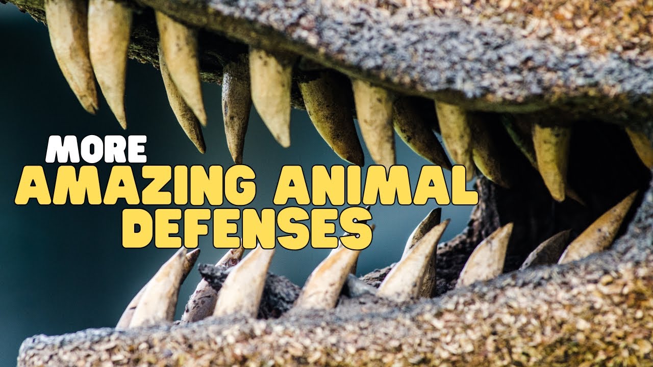 Больше удивительных способов защиты животных | Узнайте о физической защите, которую животные испо...