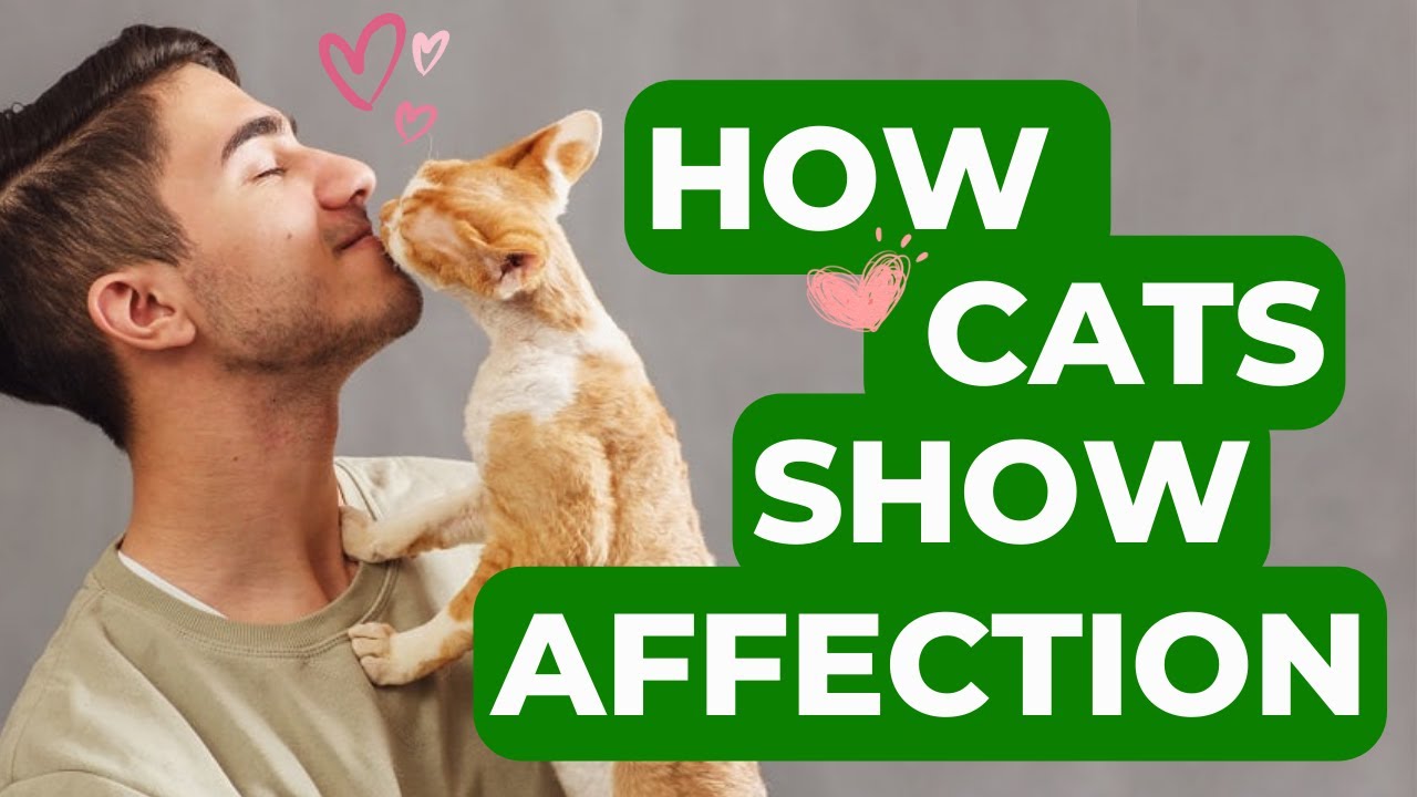 5+1 Ways Cats Show Affection That Dogs Can't! YouTube