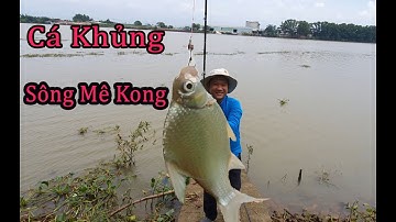 Đi Câu Cá Ở Sông Mê Kong Gặp Cá Khủng Và Cái Kết |Go Fishing In The Mekong Meet The Great Fish And