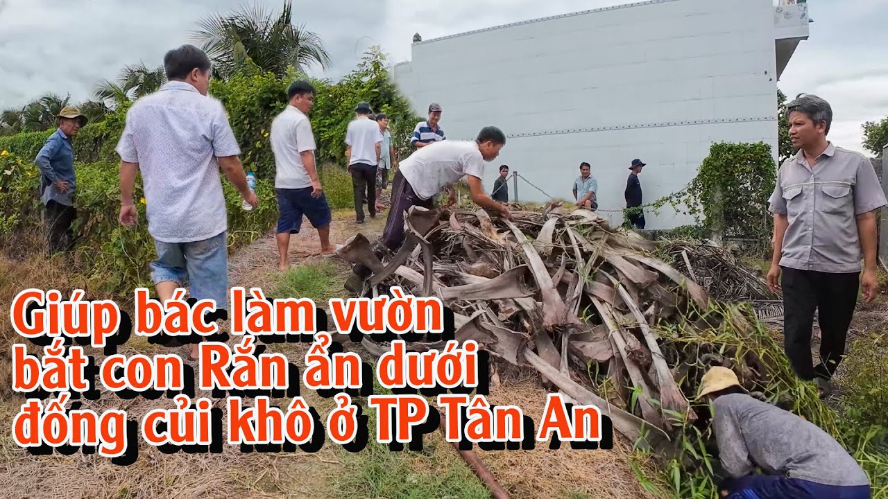 Giúp Bác làm vườn bắt Con Rắn ẩn dưới đống củi khô ở TP Tân An | TGSB #928