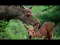 A Walk Among the Evergreens - &quot;At Rest - Romance&quot; Kevin MacLeod