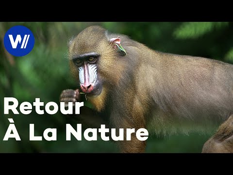 Au Gabon, des mandrills retrouvent la nature après avoir passé des années en captivité (Doc complet)