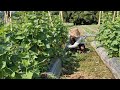 PROFESSIONAL CUCUMBER PRUNING TOOL YOU MUST SEE IN ACTION! - tools agriculture